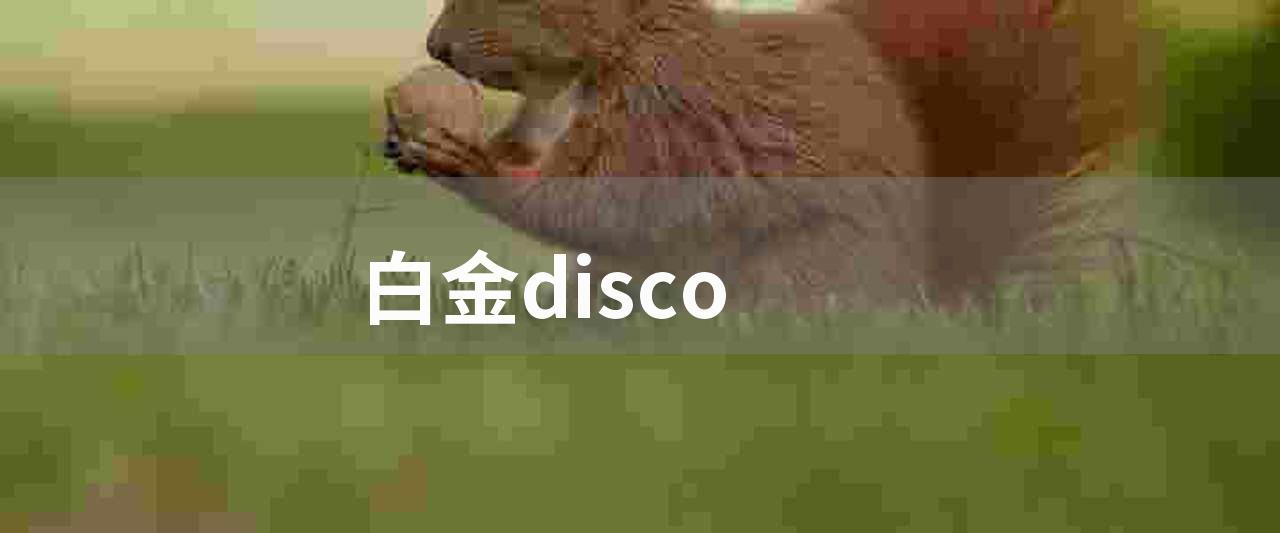白金disco(白金disco(组图))